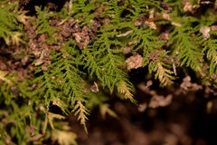 Thuidiopsis