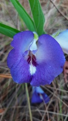 Clitoria guianensis