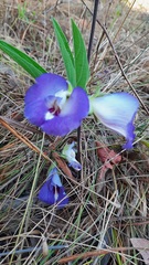 Clitoria guianensis