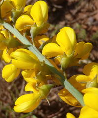 Lebeckia sepiaria