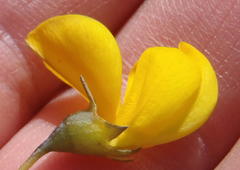 Lebeckia sepiaria