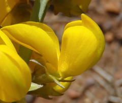 Lebeckia sepiaria