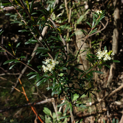 Micrantheum hexandrum