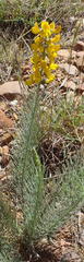 Lebeckia sepiaria