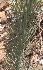 Lebeckia sepiaria