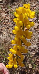 Lebeckia sepiaria