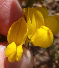 Lebeckia sepiaria