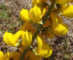 Lebeckia sepiaria