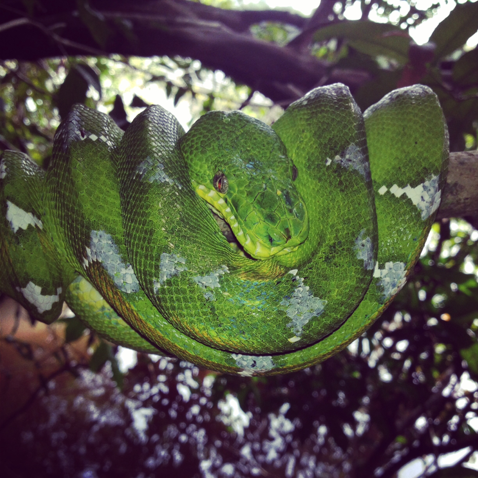Emerald Tree Boa from Iwokrama Research Station on July 02, 2014 at 10: ...