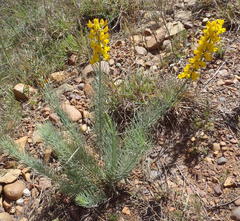 Lebeckia sepiaria