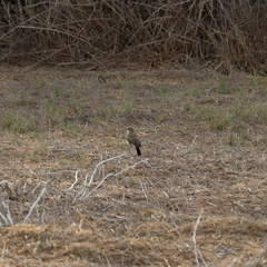 Oenanthe melanoleuca