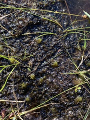 Sphagnum pylaesii