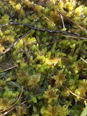 Sphagnum cyclophyllum