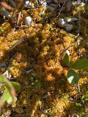 Sphagnum flavicomans