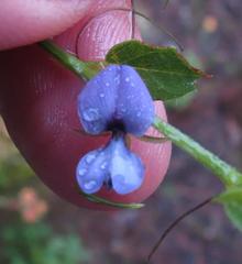 Psoralea asarina