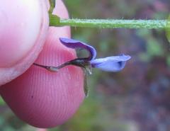 Psoralea asarina