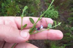 Psoralea asarina