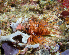 Pterois antennata