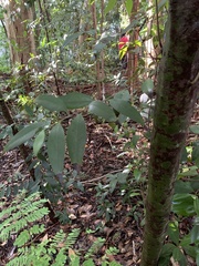 Nectandra coriacea