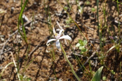 Caladenia hirta