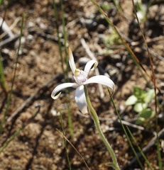 Caladenia hirta