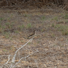 Oenanthe melanoleuca
