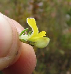 Aspalathus asparagoides asparagoides