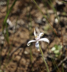 Caladenia hirta