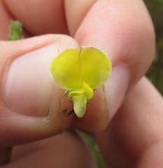 Aspalathus asparagoides asparagoides