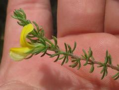 Aspalathus asparagoides asparagoides