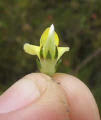 Aspalathus asparagoides asparagoides