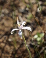 Caladenia hirta