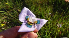 Moraea villosa