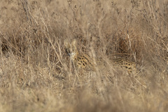 Leptailurus serval serval