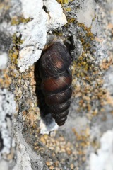 Chondrina