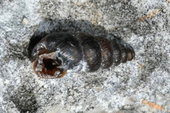 Chondrina