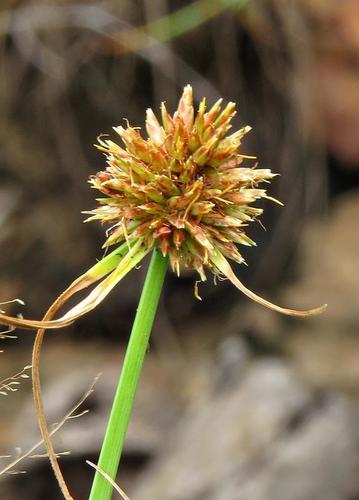 Cyperus pseudovestitus