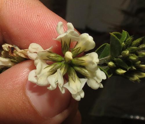 Otholobium bowieanum