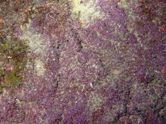 Briareum violaceum