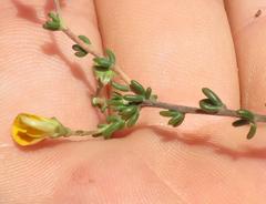 Aspalathus biflora biflora