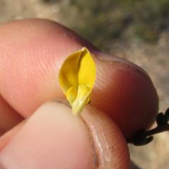 Aspalathus biflora biflora