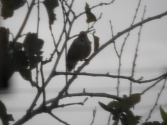 Turdus rufopalliatus