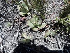 Adromischus caryophyllaceus