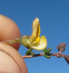 Aspalathus biflora biflora