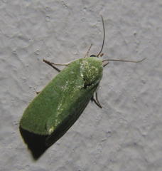 Earias