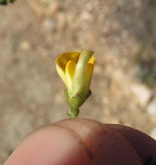 Aspalathus biflora biflora