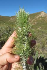 Aspalathus longifolia