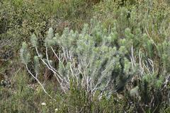 Aspalathus longifolia