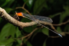 Indosticta deccanensis