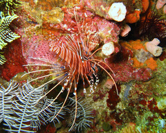 Pterois antennata